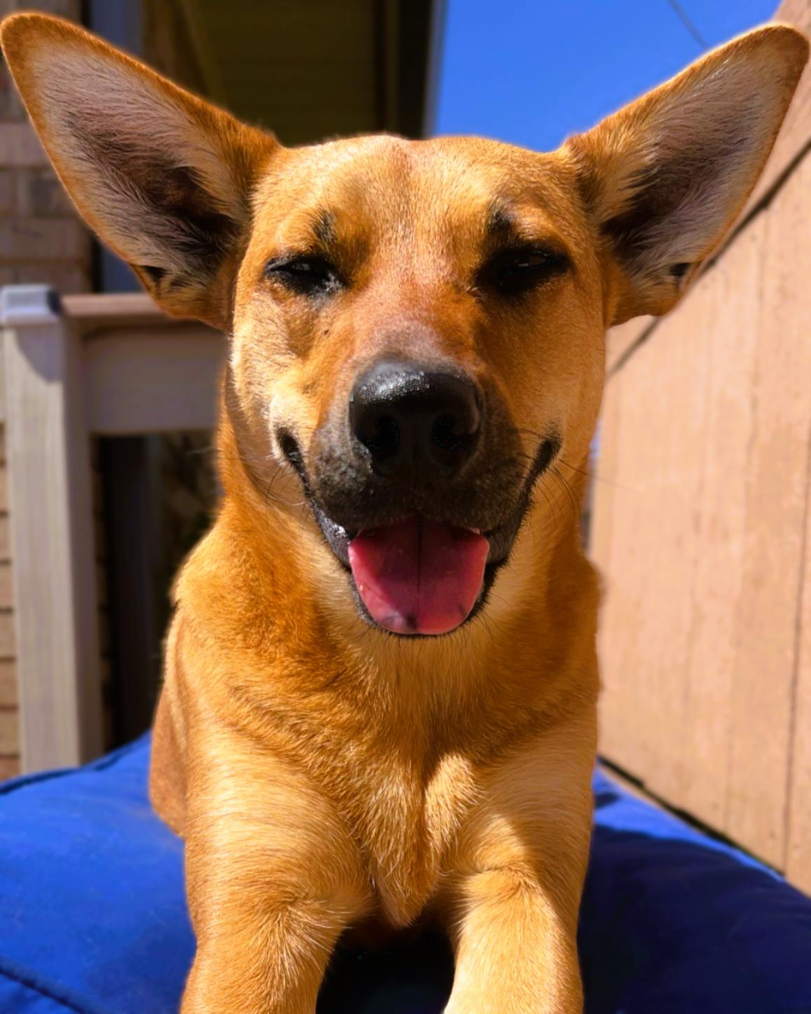 Nala, a tan shepherd mix, smiling in the sun
